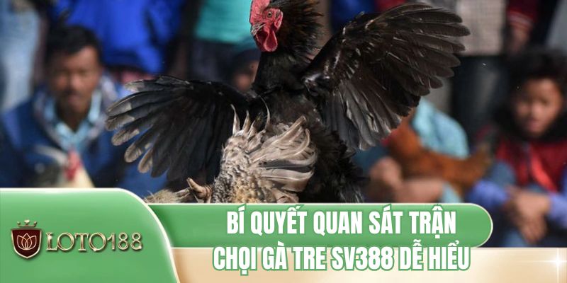 Bí quyết quan sát trận chọi gà tre SV388 dễ hiểu