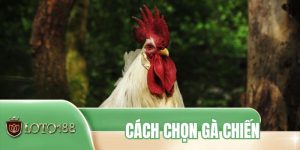Cách Chọn Gà Chiến - Các Bí Quyết Nhìn Gà Chuẩn Nhất