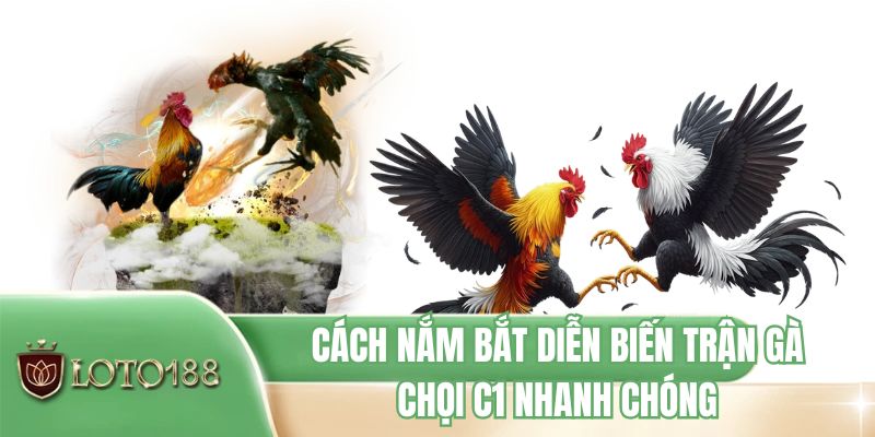 Cách nắm bắt diễn biến trận gà chọi C1 nhanh chóng