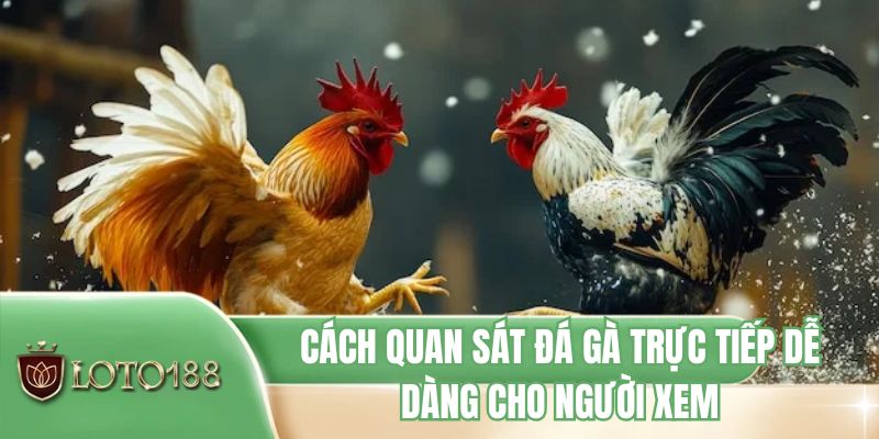 Cách quan sát đá gà trực tiếp dễ dàng cho người xem