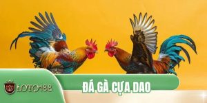 Đá Gà Cựa Dao - Góc Nhìn Tổng Quan Về Hình Thức Thi Đấu