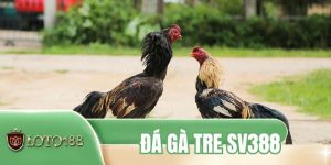 Đá Gà Tre SV388 - Sức Hấp Dẫn Từ Những Chiến Kê Tốc Độ