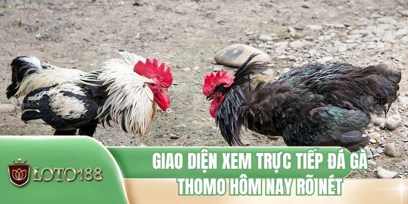 Giao diện xem trực tiếp đá gà Thomo hôm nay rõ nét