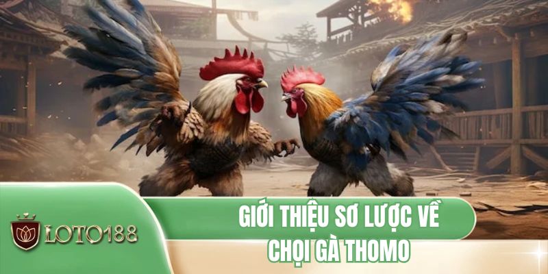 Giới thiệu sơ lược về chọi gà Thomo