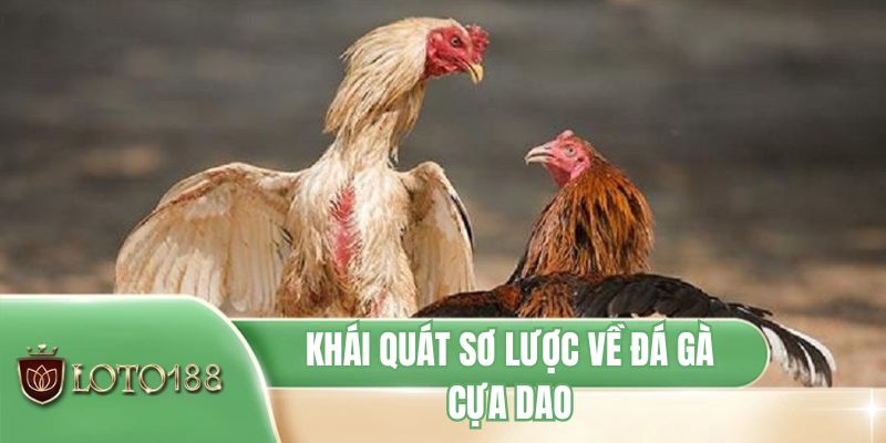 Khái quát sơ lược về đá gà cựa dao