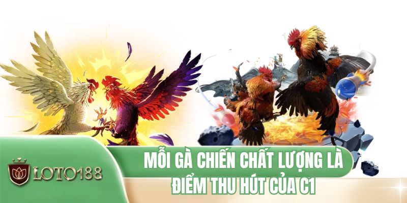 Mỗi gà chiến chất lượng là điểm thu hút của C1