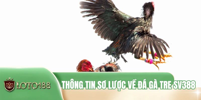 Thông tin sơ lược về đá gà tre SV388