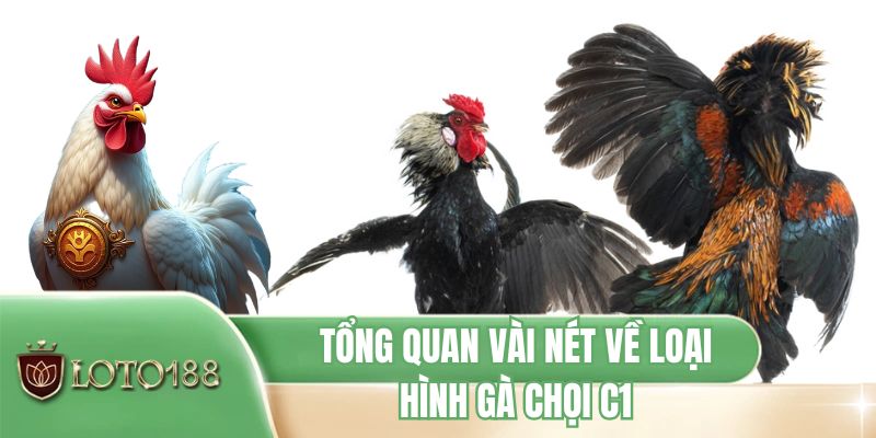 Tổng quan vài nét về loại hình gà chọi C1