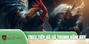 Trực Tiếp Đá Gà Thomo Hôm Nay - Điểm Hẹn Theo Dõi Mỗi Ngày