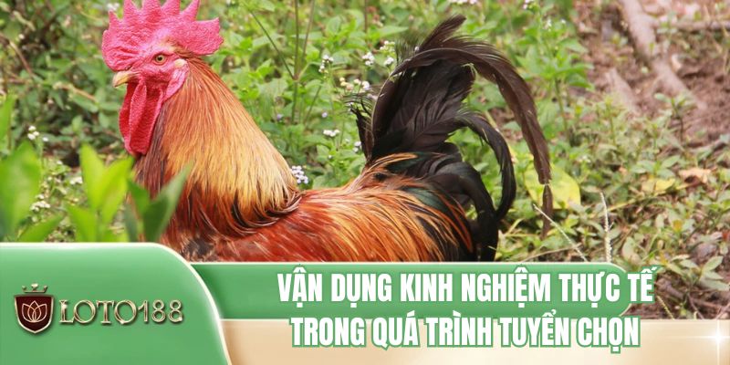 Vận dụng kinh nghiệm thực tế trong quá trình tuyển chọn